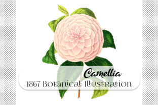 Discover the Charm of Botanical Camellia Mrs. Dombrain