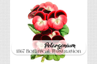 Exploring the Charm of Botanical Pelargoniums